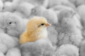 Gripe aviar: impacto en las granjas avícolas