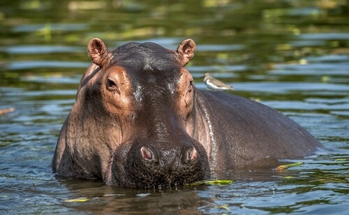 Hipopótamo: características, comportamiento y hábitat