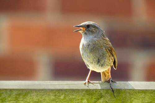 ¿Cómo identificar pájaros por su canto?