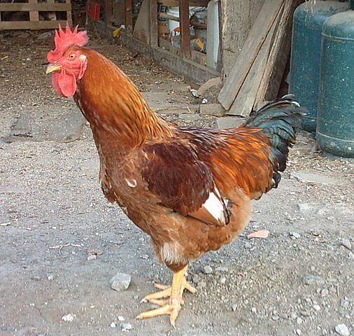 Gallo