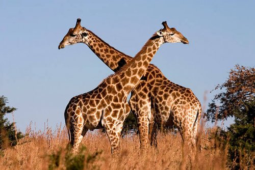 Dos jirafas en la selva