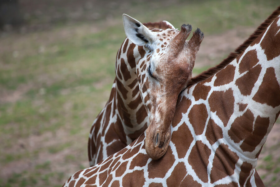 La jirafa es un animal muy cariñoso con sus familiares.Jirafas madre e hija en la sabana africana