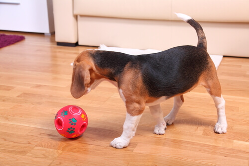 Perro jugando con un juguete