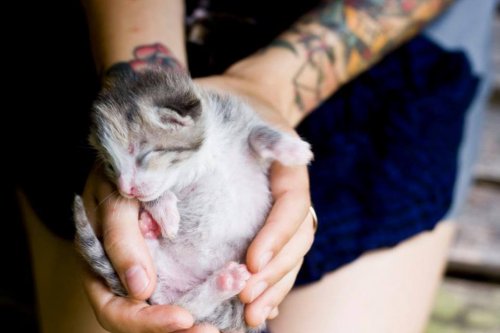 Gato en brazos de kitten lady