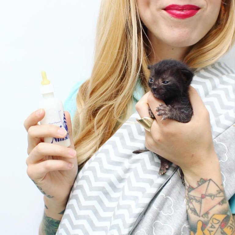 Kitten Lady: la mujer que salva a cientos de gatitos