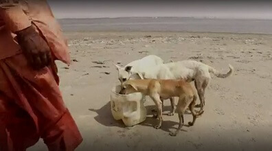 El cuidador de la Isla de los perros El cuidador de la Isla de los perros