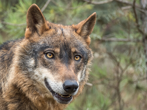 El lobo ibérico en peligro de extinción