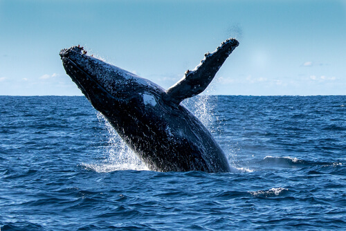 Mamíferos marinos: ballena