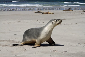 8 mamíferos marinos más impresionantes