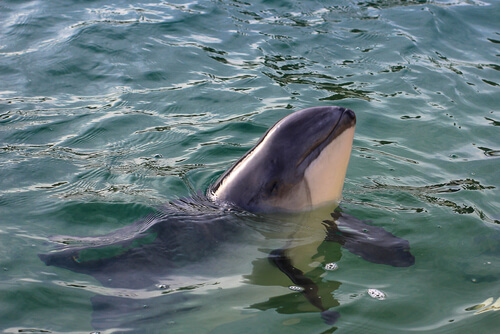 Porpoises a small, dolphin-like marine mammals.