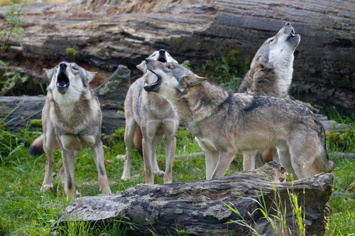 El comportamiento de una manada de lobos