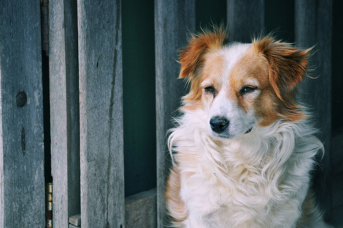 Mascotas independientes