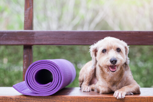 Medicina preventiva para mascotas