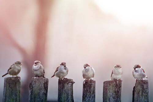Cuatro pajaros posados en unos postes