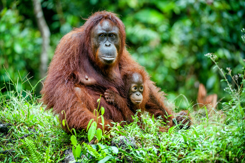 Orangutan con su cria