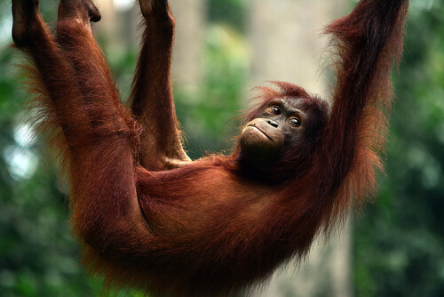 Orangután: características, comportamiento y hábitat