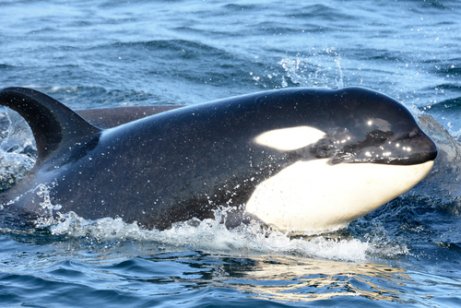 Por Que Se Le Conoce Como Orca Asesina Mis Animales