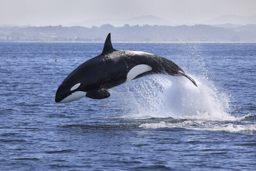 Orca: Características, comportamiento y hábitat