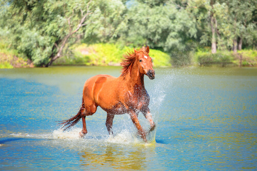 Origen y evolución del caballo