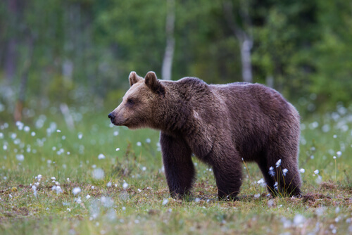 Ours brun dans la forêt.