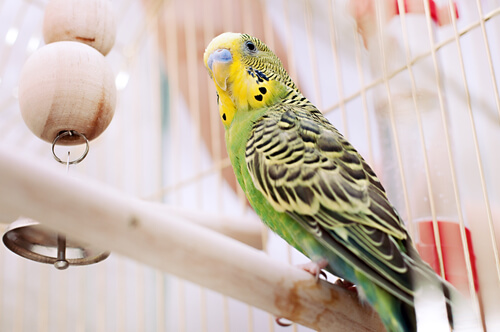 13 enfermedades en pájaros enjaulados