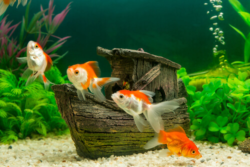 Des poissons dans un aquarium.