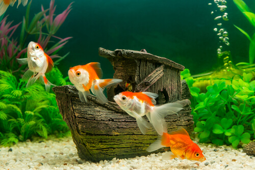 Peces en una pecera