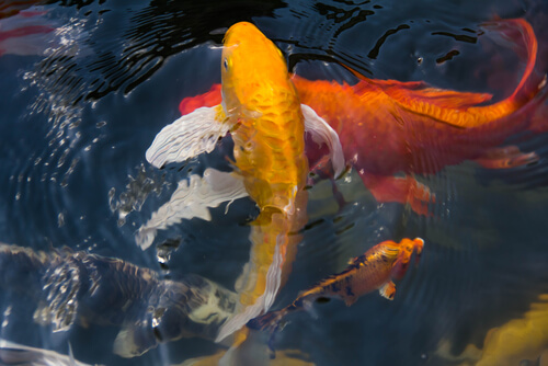 Peces de agua fría: carpa koi