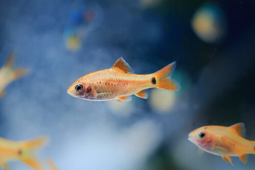Peces de agua fría: neón chino