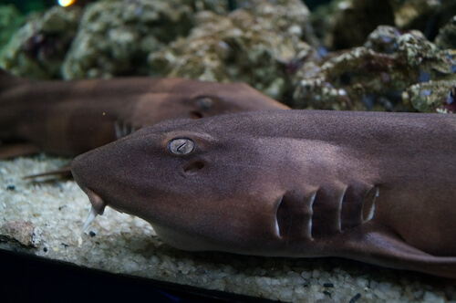 Tiburones pequeños en un acuario