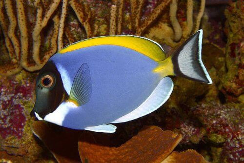 7 peces de agua cálida