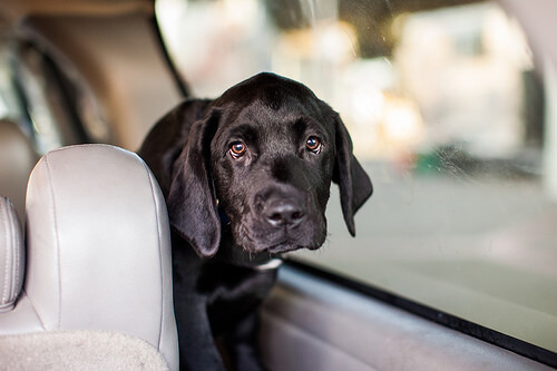 Viajar con tu perro en coche: consejos y cuidados