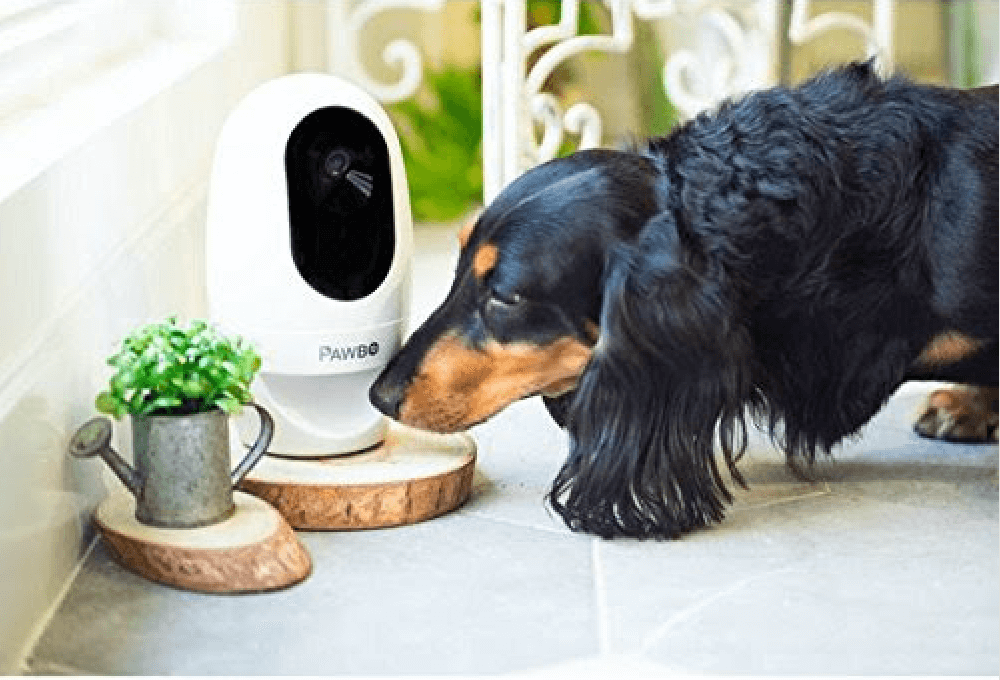 Dog playing with Pawbo