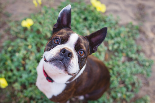 La mirada de un perro boston terrier