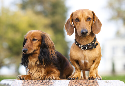Perros del grupo 4: clasificación de razas según la FCI