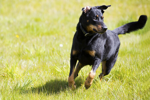 Perros independientes: consejos para su adiestramiento