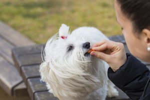 Premios para perros: consideraciones y consejos