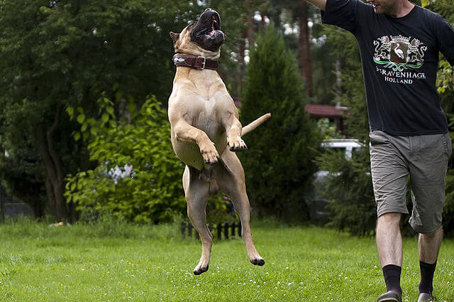 presa-canario