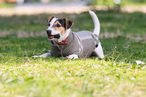 Prevenir el frío en perros: cuidados y consejos