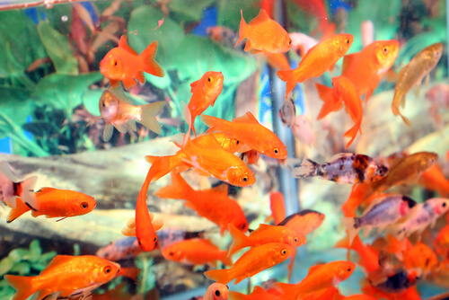 Principales problemas de un acuario