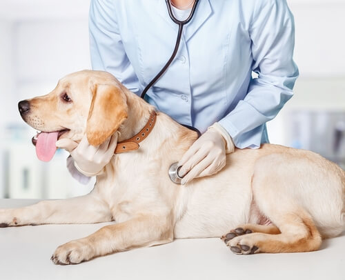 Vet doing a check-up on a Yellow Labrador, an epileptic dog.