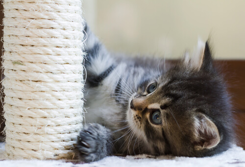 Rascador para gatos