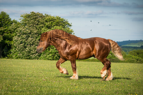 10 razas de caballo de tiro