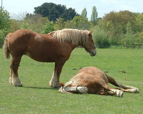 Caballos breton en el campo