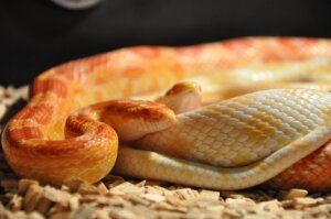 13 tipos de serpientes domésticas