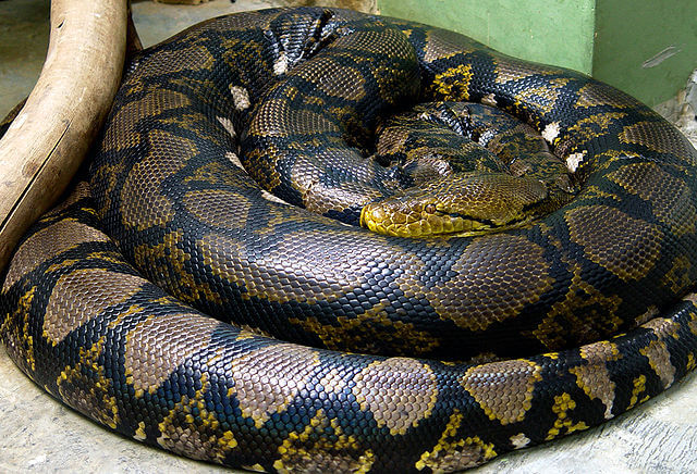 Serpiente piton