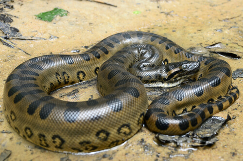 7 serpientes más grandes del mundo