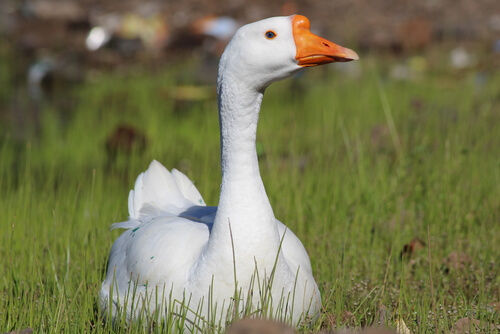 Pato nadando