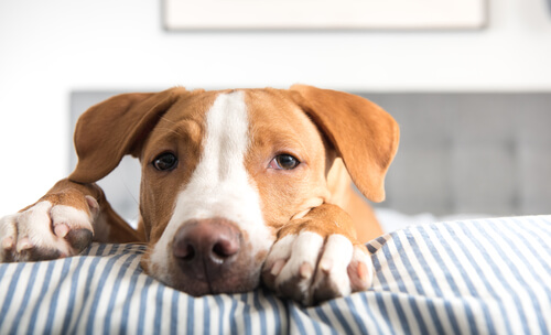 Tenias: gusanos planos que se alojan en el intestino del perro