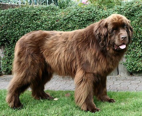 Perro terranova color marron
